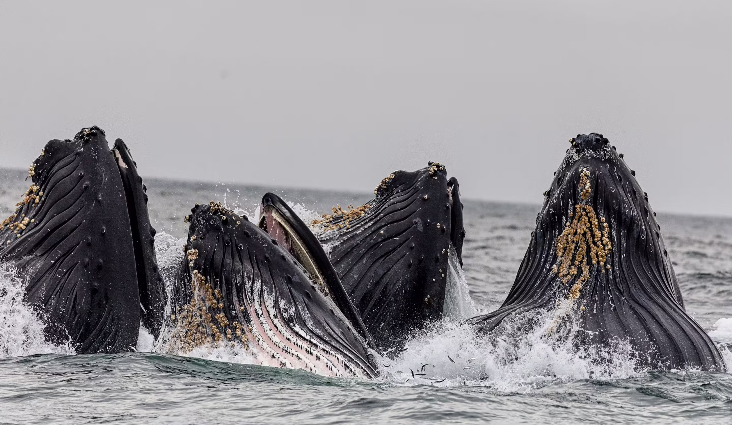 Four whales is Monterey, United States